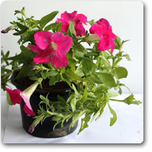 Petunia (Pink) - Plant ( Buy 1 Get 1 Free )
